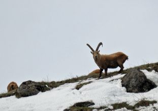 bouquetin0484