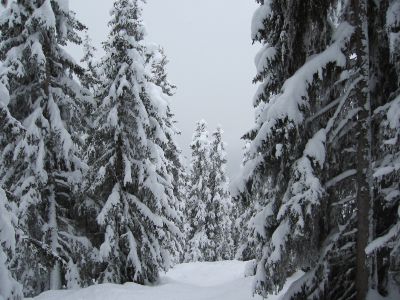 foret