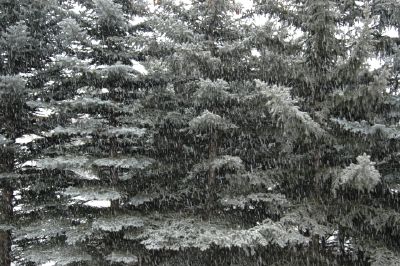 sapin