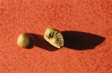 pois-small
