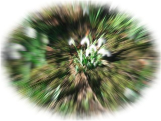 perceneige