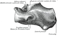 calcaneumScaled
