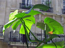 plante